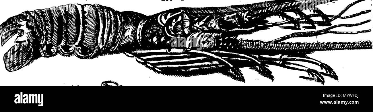 . Inglese: Fleuron dal libro: Aquatilium animalium Amboin?, &c. icones & nomina. Contenenti vicino a 400 figure, engraven su piastre di rame Crustaceous Aquatick e Testaceous animali; come aragoste, aragoste, gamberi e gamberetti, Sea-Urchins, uova, pulsanti, stelle Couries, Concks, Perywinkles, conchiglia, ostriche, muscoli, cardidi, fronzoli, fa le fusa, Capesante con subacquei altri tipi di Mare e Fiume Shell-Fish; tutti trovati circa Amboina, e la vicina Indian Shores, con loro in latino, inglese e olandese e i nomi dei nativi. Da Giacomo Petiver, speziale; F. R. S. Londra. 373 Aquatilium animalium Amboin Fleuro Foto Stock