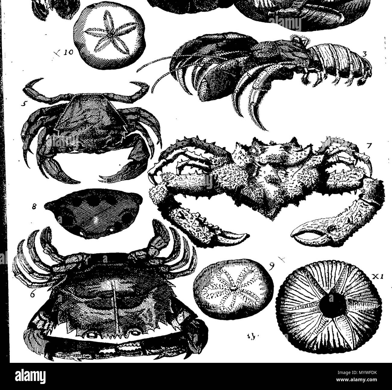. Inglese: Fleuron dal libro: Aquatilium animalium Amboin?, &c. icones & nomina. Contenenti vicino a 400 figure, engraven su piastre di rame Crustaceous Aquatick e Testaceous animali; come aragoste, aragoste, gamberi e gamberetti, Sea-Urchins, uova, pulsanti, stelle Couries, Concks, Perywinkles, conchiglia, ostriche, muscoli, cardidi, fronzoli, fa le fusa, Capesante con subacquei altri tipi di Mare e Fiume Shell-Fish; tutti trovati circa Amboina, e la vicina Indian Shores, con loro in latino, inglese e olandese e i nomi dei nativi. Da Giacomo Petiver, speziale; F. R. S. Londra. 373 Aquatilium animalium Amboin Fleuro Foto Stock