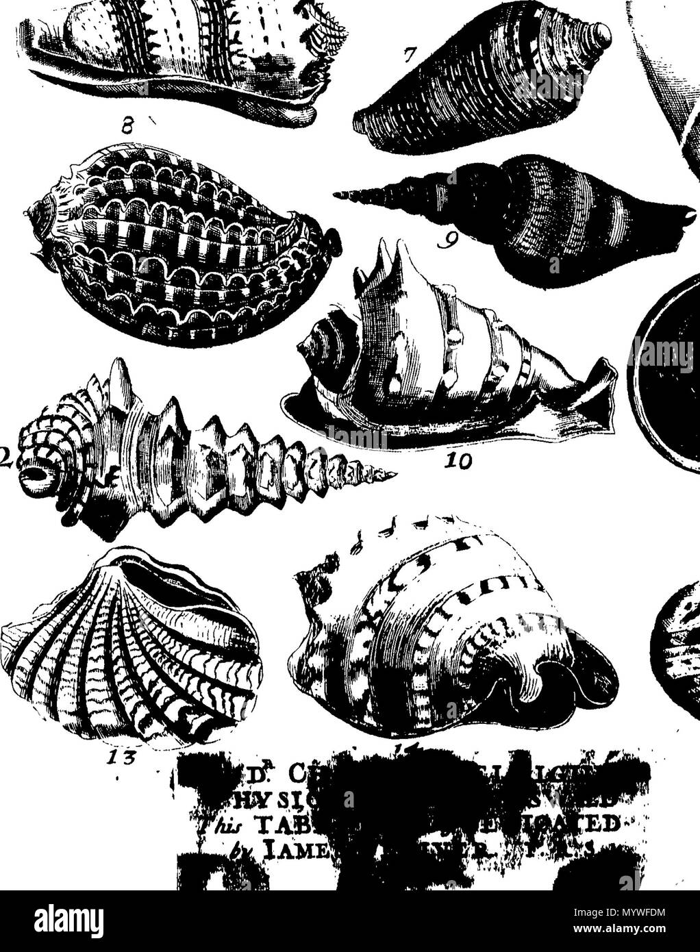 . Inglese: Fleuron dal libro: Aquatilium animalium Amboin?, &c. icones & nomina. Contenenti vicino a 400 figure, engraven su piastre di rame Crustaceous Aquatick e Testaceous animali; come aragoste, aragoste, gamberi e gamberetti, Sea-Urchins, uova, pulsanti, stelle Couries, Concks, Perywinkles, conchiglia, ostriche, muscoli, cardidi, fronzoli, fa le fusa, Capesante con subacquei altri tipi di Mare e Fiume Shell-Fish; tutti trovati circa Amboina, e la vicina Indian Shores, con loro in latino, inglese e olandese e i nomi dei nativi. Da Giacomo Petiver, speziale; F. R. S. Londra. 373 Aquatilium animalium Amboin Fleuro Foto Stock