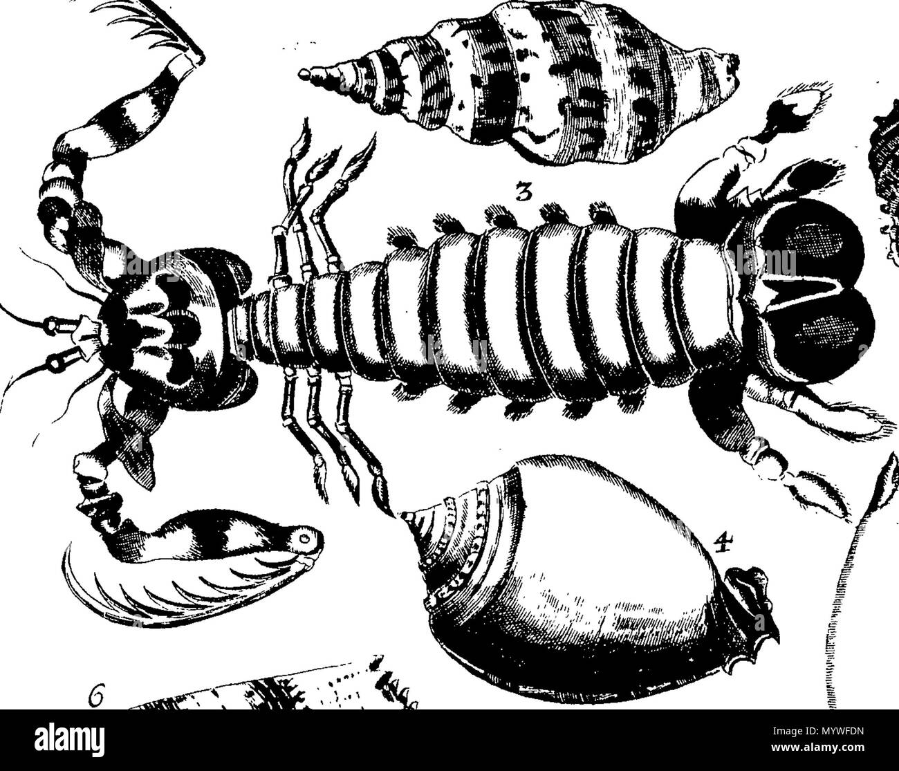 . Inglese: Fleuron dal libro: Aquatilium animalium Amboin?, &c. icones & nomina. Contenenti vicino a 400 figure, engraven su piastre di rame Crustaceous Aquatick e Testaceous animali; come aragoste, aragoste, gamberi e gamberetti, Sea-Urchins, uova, pulsanti, stelle Couries, Concks, Perywinkles, conchiglia, ostriche, muscoli, cardidi, fronzoli, fa le fusa, Capesante con subacquei altri tipi di Mare e Fiume Shell-Fish; tutti trovati circa Amboina, e la vicina Indian Shores, con loro in latino, inglese e olandese e i nomi dei nativi. Da Giacomo Petiver, speziale; F. R. S. Londra. 373 Aquatilium animalium Amboin Fleuro Foto Stock