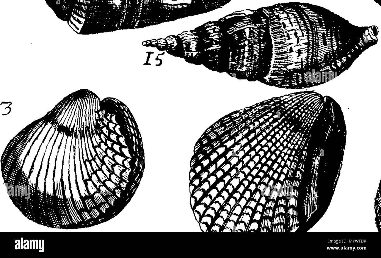 . Inglese: Fleuron dal libro: Aquatilium animalium Amboin?, &c. icones & nomina. Contenenti vicino a 400 figure, engraven su piastre di rame Crustaceous Aquatick e Testaceous animali; come aragoste, aragoste, gamberi e gamberetti, Sea-Urchins, uova, pulsanti, stelle Couries, Concks, Perywinkles, conchiglia, ostriche, muscoli, cardidi, fronzoli, fa le fusa, Capesante con subacquei altri tipi di Mare e Fiume Shell-Fish; tutti trovati circa Amboina, e la vicina Indian Shores, con loro in latino, inglese e olandese e i nomi dei nativi. Da Giacomo Petiver, speziale; F. R. S. Londra. 373 Aquatilium animalium Amboin Fleuro Foto Stock