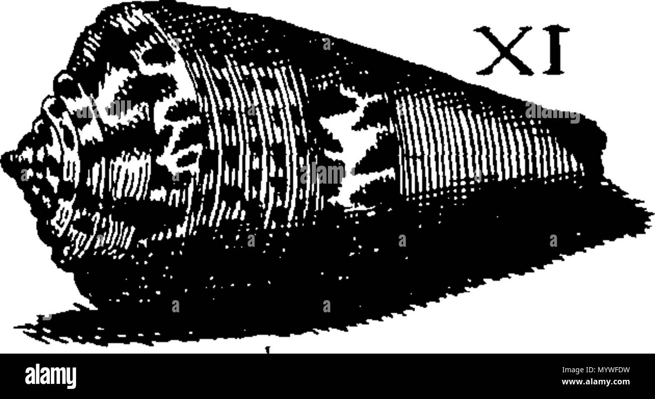 . Inglese: Fleuron dal libro: Aquatilium animalium Amboin?, &c. icones & nomina. Contenenti vicino a 400 figure, engraven su piastre di rame Crustaceous Aquatick e Testaceous animali; come aragoste, aragoste, gamberi e gamberetti, Sea-Urchins, uova, pulsanti, stelle Couries, Concks, Perywinkles, conchiglia, ostriche, muscoli, cardidi, fronzoli, fa le fusa, Capesante con subacquei altri tipi di Mare e Fiume Shell-Fish; tutti trovati circa Amboina, e la vicina Indian Shores, con loro in latino, inglese e olandese e i nomi dei nativi. Da Giacomo Petiver, speziale; F. R. S. Londra. 373 Aquatilium animalium Amboin Fleuro Foto Stock