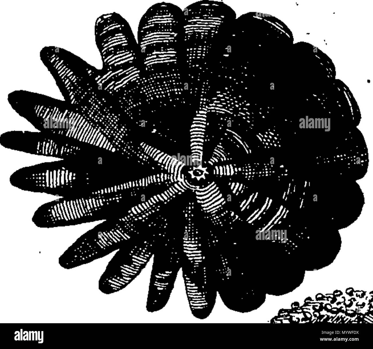 . Inglese: Fleuron dal libro: Aquatilium animalium Amboin?, &c. icones & nomina. Contenenti vicino a 400 figure, engraven su piastre di rame Crustaceous Aquatick e Testaceous animali; come aragoste, aragoste, gamberi e gamberetti, Sea-Urchins, uova, pulsanti, stelle Couries, Concks, Perywinkles, conchiglia, ostriche, muscoli, cardidi, fronzoli, fa le fusa, Capesante con subacquei altri tipi di Mare e Fiume Shell-Fish; tutti trovati circa Amboina, e la vicina Indian Shores, con loro in latino, inglese e olandese e i nomi dei nativi. Da Giacomo Petiver, speziale; F. R. S. Londra. 373 Aquatilium animalium Amboin Fleuro Foto Stock