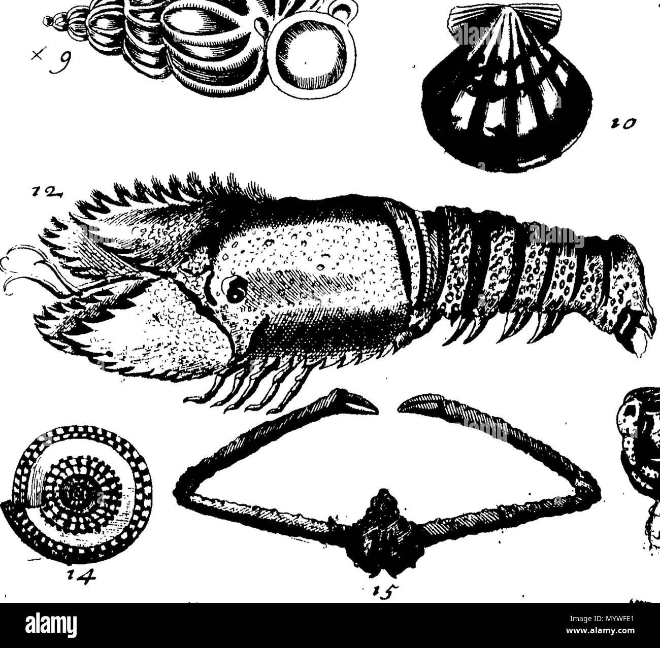 . Inglese: Fleuron dal libro: Aquatilium animalium Amboin?, &c. icones & nomina. Contenenti vicino a 400 figure, engraven su piastre di rame Crustaceous Aquatick e Testaceous animali; come aragoste, aragoste, gamberi e gamberetti, Sea-Urchins, uova, pulsanti, stelle Couries, Concks, Perywinkles, conchiglia, ostriche, muscoli, cardidi, fronzoli, fa le fusa, Capesante con subacquei altri tipi di Mare e Fiume Shell-Fish; tutti trovati circa Amboina, e la vicina Indian Shores, con loro in latino, inglese e olandese e i nomi dei nativi. Da Giacomo Petiver, speziale; F. R. S. Londra. 373 Aquatilium animalium Amboin Fleuro Foto Stock