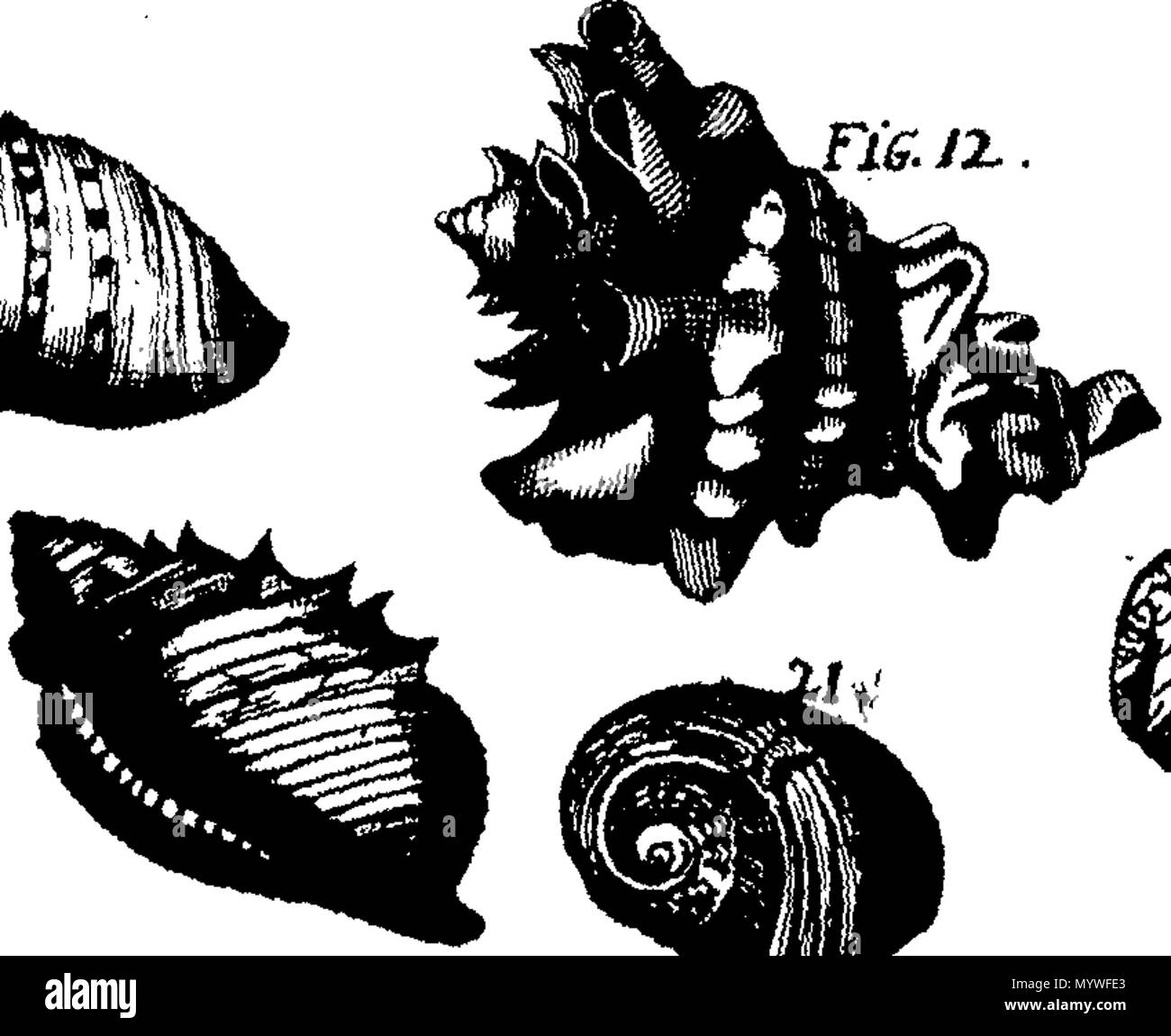 . Inglese: Fleuron dal libro: Aquatilium animalium Amboin?, &c. icones & nomina. Contenenti vicino a 400 figure, engraven su piastre di rame Crustaceous Aquatick e Testaceous animali; come aragoste, aragoste, gamberi e gamberetti, Sea-Urchins, uova, pulsanti, stelle Couries, Concks, Perywinkles, conchiglia, ostriche, muscoli, cardidi, fronzoli, fa le fusa, Capesante con subacquei altri tipi di Mare e Fiume Shell-Fish; tutti trovati circa Amboina, e la vicina Indian Shores, con loro in latino, inglese e olandese e i nomi dei nativi. Da Giacomo Petiver, speziale; F. R. S. Londra. 373 Aquatilium animalium Amboin Fleuro Foto Stock