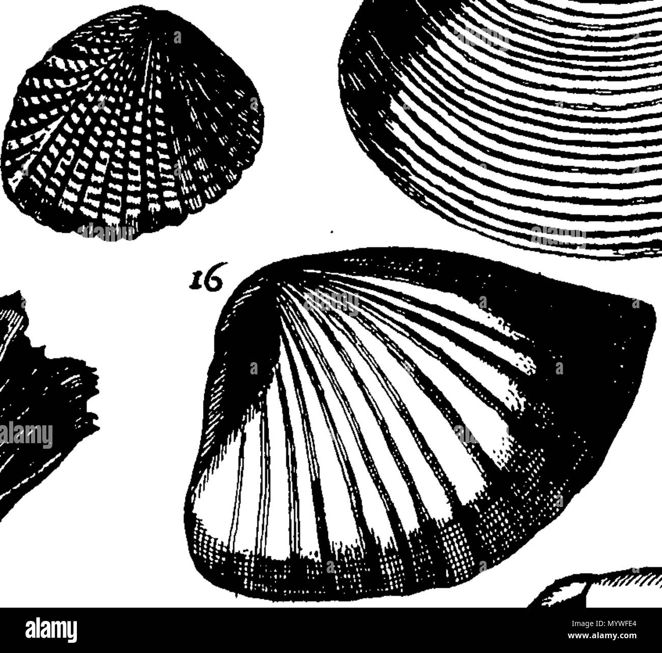 . Inglese: Fleuron dal libro: Aquatilium animalium Amboin?, &c. icones & nomina. Contenenti vicino a 400 figure, engraven su piastre di rame Crustaceous Aquatick e Testaceous animali; come aragoste, aragoste, gamberi e gamberetti, Sea-Urchins, uova, pulsanti, stelle Couries, Concks, Perywinkles, conchiglia, ostriche, muscoli, cardidi, fronzoli, fa le fusa, Capesante con subacquei altri tipi di Mare e Fiume Shell-Fish; tutti trovati circa Amboina, e la vicina Indian Shores, con loro in latino, inglese e olandese e i nomi dei nativi. Da Giacomo Petiver, speziale; F. R. S. Londra. 373 Aquatilium animalium Amboin Fleuro Foto Stock