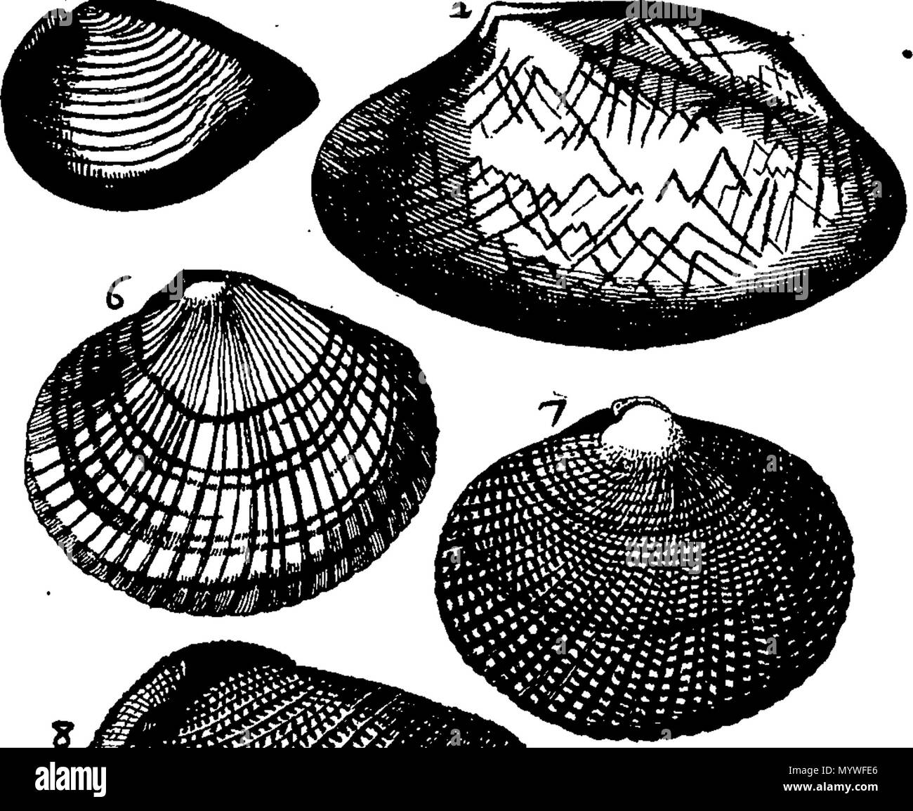 . Inglese: Fleuron dal libro: Aquatilium animalium Amboin?, &c. icones & nomina. Contenenti vicino a 400 figure, engraven su piastre di rame Crustaceous Aquatick e Testaceous animali; come aragoste, aragoste, gamberi e gamberetti, Sea-Urchins, uova, pulsanti, stelle Couries, Concks, Perywinkles, conchiglia, ostriche, muscoli, cardidi, fronzoli, fa le fusa, Capesante con subacquei altri tipi di Mare e Fiume Shell-Fish; tutti trovati circa Amboina, e la vicina Indian Shores, con loro in latino, inglese e olandese e i nomi dei nativi. Da Giacomo Petiver, speziale; F. R. S. Londra. 373 Aquatilium animalium Amboin Fleuro Foto Stock