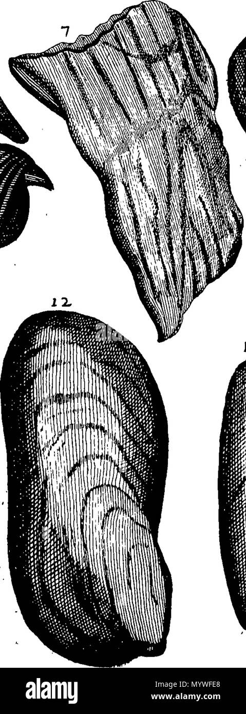 . Inglese: Fleuron dal libro: Aquatilium animalium Amboin?, &c. icones & nomina. Contenenti vicino a 400 figure, engraven su piastre di rame Crustaceous Aquatick e Testaceous animali; come aragoste, aragoste, gamberi e gamberetti, Sea-Urchins, uova, pulsanti, stelle Couries, Concks, Perywinkles, conchiglia, ostriche, muscoli, cardidi, fronzoli, fa le fusa, Capesante con subacquei altri tipi di Mare e Fiume Shell-Fish; tutti trovati circa Amboina, e la vicina Indian Shores, con loro in latino, inglese e olandese e i nomi dei nativi. Da Giacomo Petiver, speziale; F. R. S. Londra. 373 Aquatilium animalium Amboin Fleuro Foto Stock