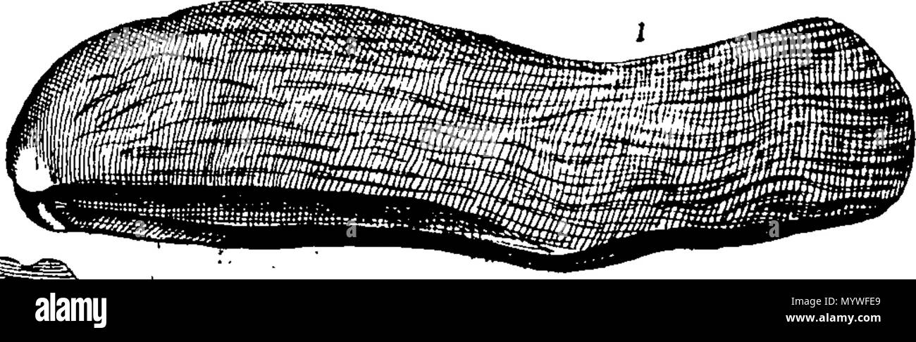 . Inglese: Fleuron dal libro: Aquatilium animalium Amboin?, &c. icones & nomina. Contenenti vicino a 400 figure, engraven su piastre di rame Crustaceous Aquatick e Testaceous animali; come aragoste, aragoste, gamberi e gamberetti, Sea-Urchins, uova, pulsanti, stelle Couries, Concks, Perywinkles, conchiglia, ostriche, muscoli, cardidi, fronzoli, fa le fusa, Capesante con subacquei altri tipi di Mare e Fiume Shell-Fish; tutti trovati circa Amboina, e la vicina Indian Shores, con loro in latino, inglese e olandese e i nomi dei nativi. Da Giacomo Petiver, speziale; F. R. S. Londra. 373 Aquatilium animalium Amboin Fleuro Foto Stock