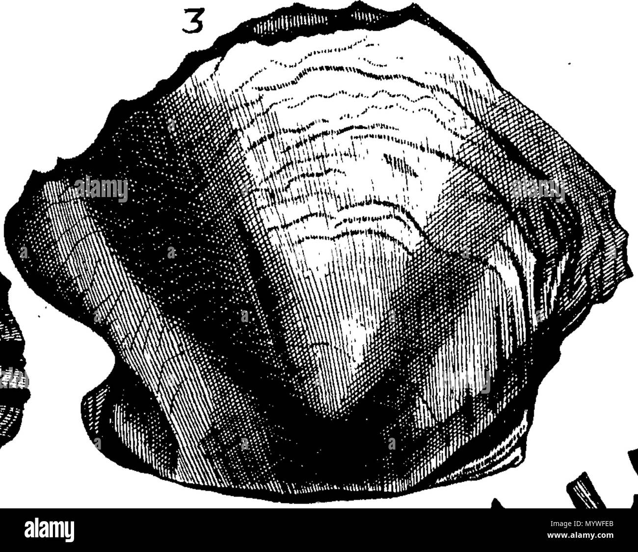 . Inglese: Fleuron dal libro: Aquatilium animalium Amboin?, &c. icones & nomina. Contenenti vicino a 400 figure, engraven su piastre di rame Crustaceous Aquatick e Testaceous animali; come aragoste, aragoste, gamberi e gamberetti, Sea-Urchins, uova, pulsanti, stelle Couries, Concks, Perywinkles, conchiglia, ostriche, muscoli, cardidi, fronzoli, fa le fusa, Capesante con subacquei altri tipi di Mare e Fiume Shell-Fish; tutti trovati circa Amboina, e la vicina Indian Shores, con loro in latino, inglese e olandese e i nomi dei nativi. Da Giacomo Petiver, speziale; F. R. S. Londra. 373 Aquatilium animalium Amboin Fleuro Foto Stock