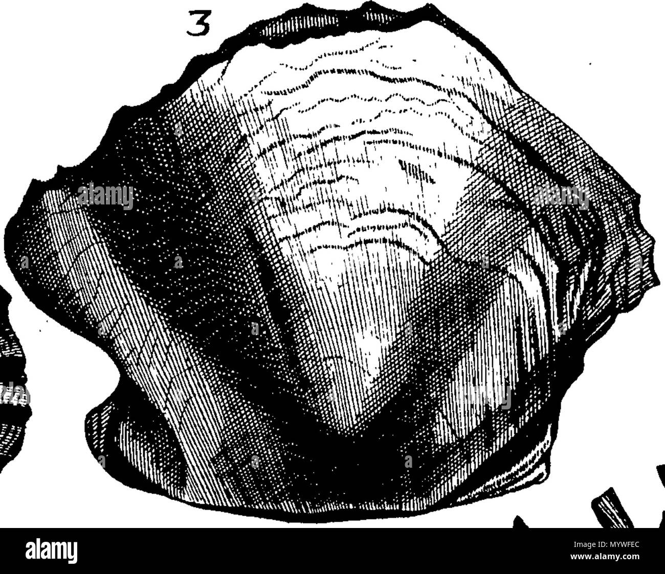 . Inglese: Fleuron dal libro: Aquatilium animalium Amboin?, &c. icones & nomina. Contenenti vicino a 400 figure, engraven su piastre di rame Crustaceous Aquatick e Testaceous animali; come aragoste, aragoste, gamberi e gamberetti, Sea-Urchins, uova, pulsanti, stelle Couries, Concks, Perywinkles, conchiglia, ostriche, muscoli, cardidi, fronzoli, fa le fusa, Capesante con subacquei altri tipi di Mare e Fiume Shell-Fish; tutti trovati circa Amboina, e la vicina Indian Shores, con loro in latino, inglese e olandese e i nomi dei nativi. Da Giacomo Petiver, speziale; F. R. S. Londra. 373 Aquatilium animalium Amboin Fleuro Foto Stock