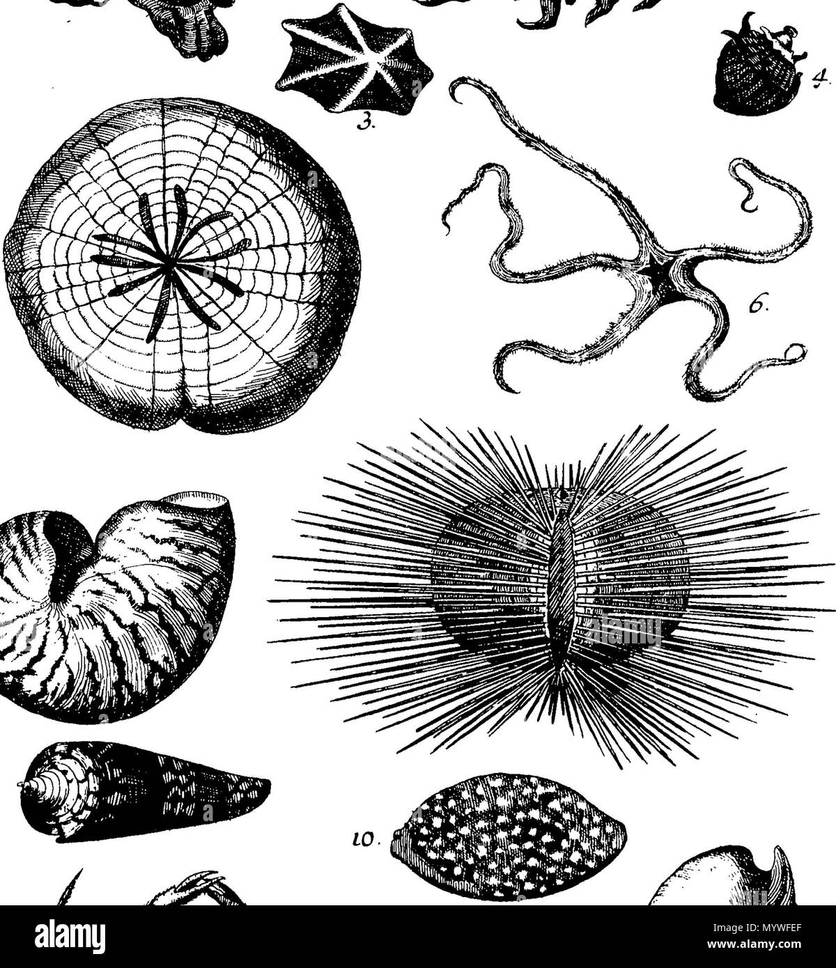 . Inglese: Fleuron dal libro: Aquatilium animalium Amboin?, &c. icones & nomina. Contenenti vicino a 400 figure, engraven su piastre di rame Crustaceous Aquatick e Testaceous animali; come aragoste, aragoste, gamberi e gamberetti, Sea-Urchins, uova, pulsanti, stelle Couries, Concks, Perywinkles, conchiglia, ostriche, muscoli, cardidi, fronzoli, fa le fusa, Capesante con subacquei altri tipi di Mare e Fiume Shell-Fish; tutti trovati circa Amboina, e la vicina Indian Shores, con loro in latino, inglese e olandese e i nomi dei nativi. Da Giacomo Petiver, speziale; F. R. S. Londra. 373 Aquatilium animalium Amboin Fleuro Foto Stock