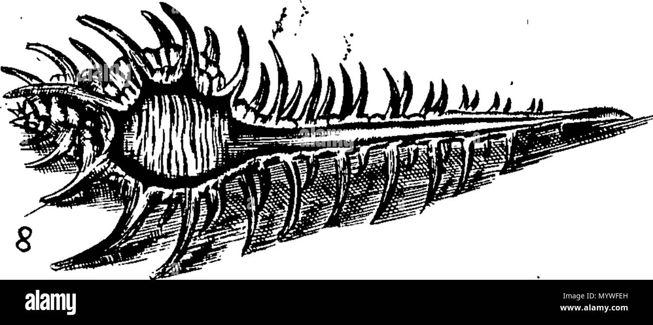 373 Aquatilium animalium Amboinae, etc Fleuron T115579-14 Foto Stock