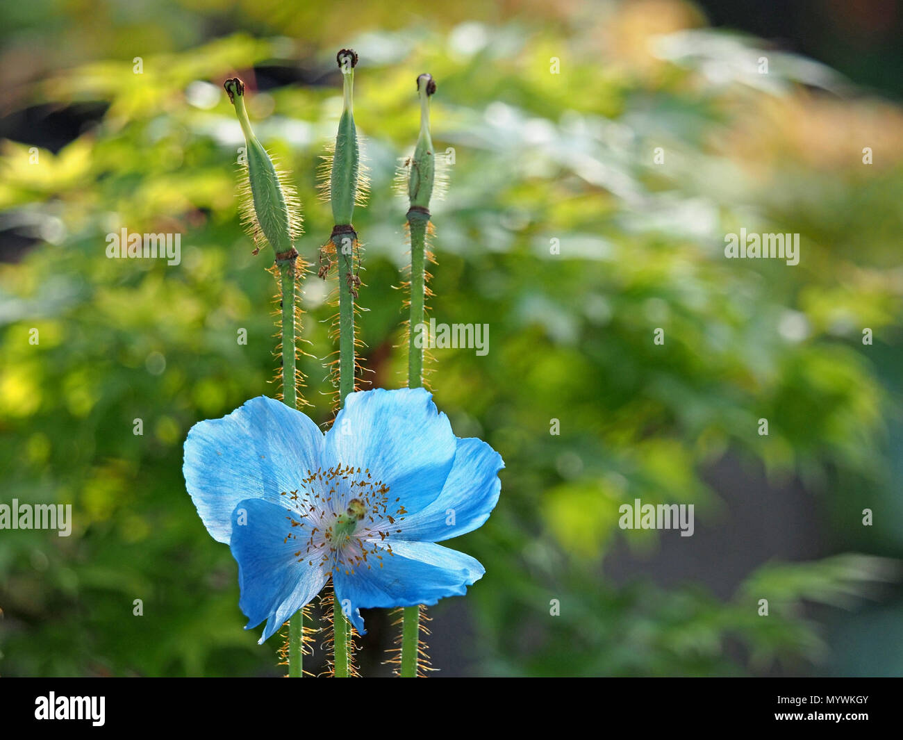 Fiore di Himalayan Blue papavero, (Mecanopsis grandis) con tre retroilluminato steli pelosi e seedheads in Crosby Ravensworth,Cumbria,l'Inghilterra,UK Foto Stock