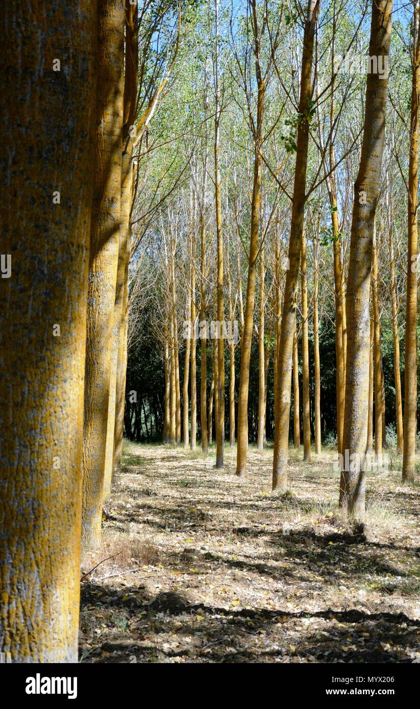 Giallo foresta con alberi di giallo, la fine della foresta, Foto Stock