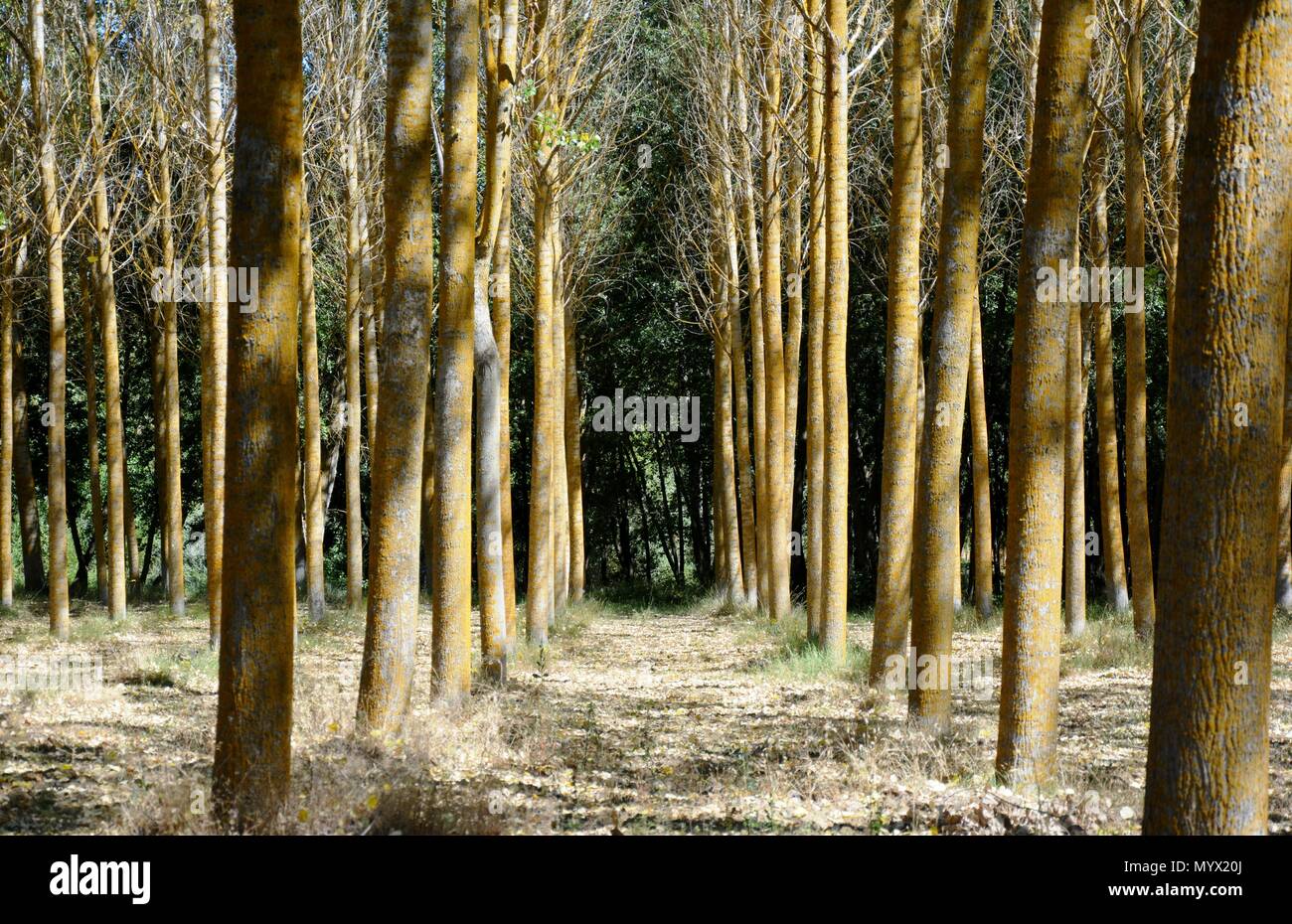 Giallo foresta con alberi di giallo, la fine della foresta, Foto Stock