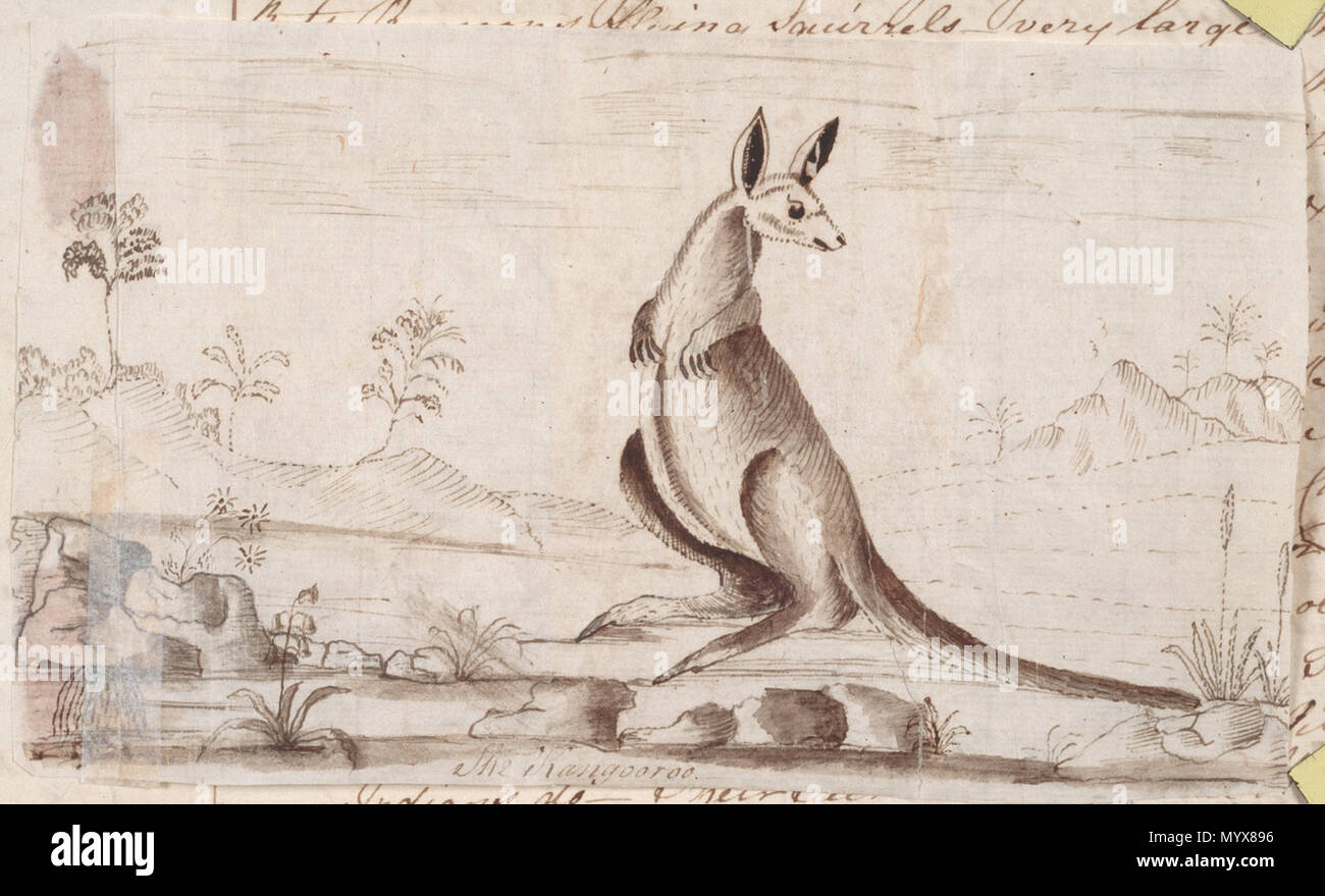 . Inglese: da Arthur Bowes Smyth - disegni dal suo giornale Diario di un viaggio da Portsmouth a Nuovo Galles del Sud e la Cina in Lady Penrhyn ..., 1787-1789. Disegno di un canguro. Arthur Bowes Smyth fu un chirurgo su la prima nave della flotta la Lady Penrhyn. . 5 dicembre 2013, 10:15:43. Arthur Bowes Smyth 2 Il kangooroo un604004h Foto Stock