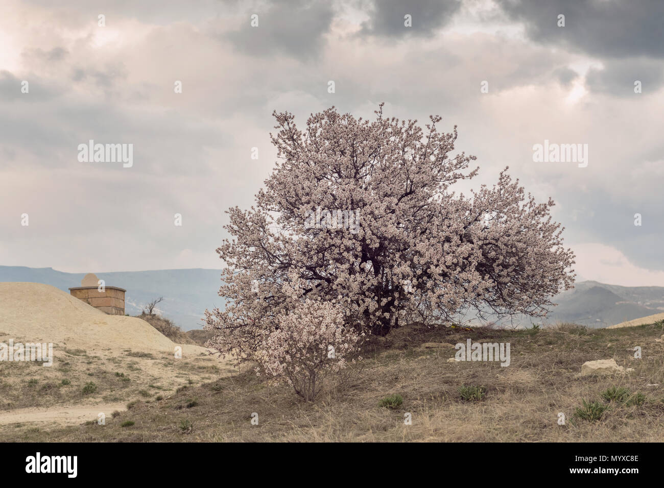 Un mandorlo solitario in piena fioritura, con delicati fiori rosa, si erge su un cielo umido su un paesaggio aspro, con una piccola struttura sullo sfondo Foto Stock