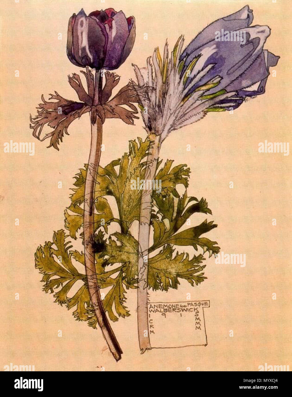 . Inglese: Anemone, Walberswick. Charles & Margaret Mackintosh. 1915. . 1915. Charles Rennie Mackintosh (1868-1928) nomi alternativi Charles Rennie Mackintosh Descrizione British architetto, pittore, disegnatore e scultore Data di nascita e morte 7 Giugno 1868 10 dicembre 1928 Luogo di nascita e morte Glasgow Londra sede di lavoro Glasgow, London Authority control : Q220703 VIAF:?ISNI 74645185:?0000 0001 0916 5379 ULAN:?500022117 LCCN:?n79109001 NLA:?35320010 WorldCat Margaret MacDonald (1865-1933) nomi alternativi Margaret Macdonald Descrizione artista britannico Data di nascita/ Foto Stock . Inglese: Anemone, Walberswick. Charles & Margaret Mackintosh. 1915. . 1915. Charles Rennie Mackintosh (1868-1928) nomi alternativi Charles Rennie Mackintosh Descrizione British architetto, pittore, disegnatore e scultore Data di nascita e morte 7 Giugno 1868 10 dicembre 1928 Luogo di nascita e morte Glasgow Londra sede di lavoro Glasgow, London Authority control : Q220703 VIAF:?ISNI 74645185:?0000 0001 0916 5379 ULAN:?500022117 LCCN:?n79109001 NLA:?35320010 WorldCat Margaret MacDonald (1865-1933) nomi alternativi Margaret Macdonald Descrizione artista britannico Data di nascita/ Foto Stock