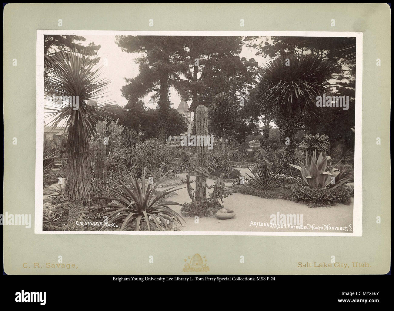 Chiamare il numero #: mss P24 scatola 7 Cartella 2 . MSS 591 P 24 B7 F2. circa 1884 4 Arizona Giardino, Hotel del Monte Monterey, Cal. C.R. Savage, foto. Foto Stock Chiamare il numero #: mss P24 scatola 7 Cartella 2 . MSS 591 P 24 B7 F2. circa 1884 4 Arizona Giardino, Hotel del Monte Monterey, Cal. C.R. Savage, foto. Foto Stock
