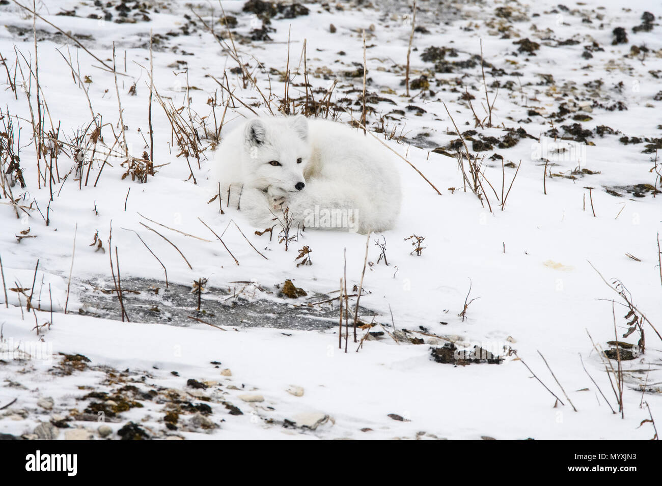 Arctic Fox (Vulpes vulpes lagopus) appoggiato sulla Baia di Hudson spiaggia costiera, Wapusk National Park, Cape Churchill, Manitoba, Canada Foto Stock