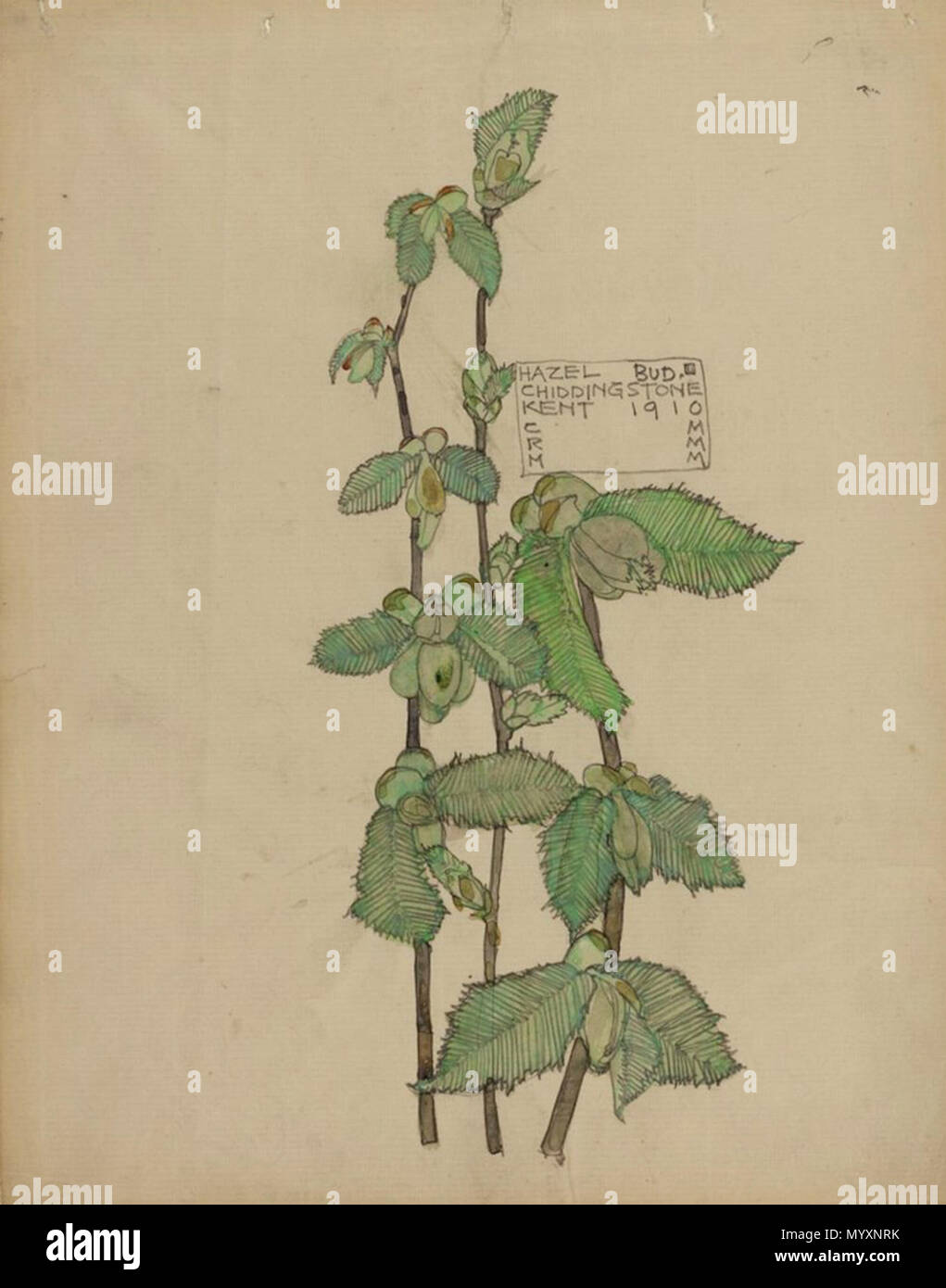 . Inglese: Hazel Bud, Chiddingstone. Charles & Margaret Mackintosh. 1910. . 1910. Charles Rennie Mackintosh (1868-1928) nomi alternativi Charles Rennie Mackintosh Descrizione British architetto, pittore, disegnatore e scultore Data di nascita e morte 7 Giugno 1868 10 dicembre 1928 Luogo di nascita e morte Glasgow Londra sede di lavoro Glasgow, London Authority control : Q220703 VIAF:?ISNI 74645185:?0000 0001 0916 5379 ULAN:?500022117 LCCN:?n79109001 NLA:?35320010 WorldCat Margaret MacDonald (1865-1933) nomi alternativi Margaret Macdonald Descrizione artista britannico Data di bi Foto Stock