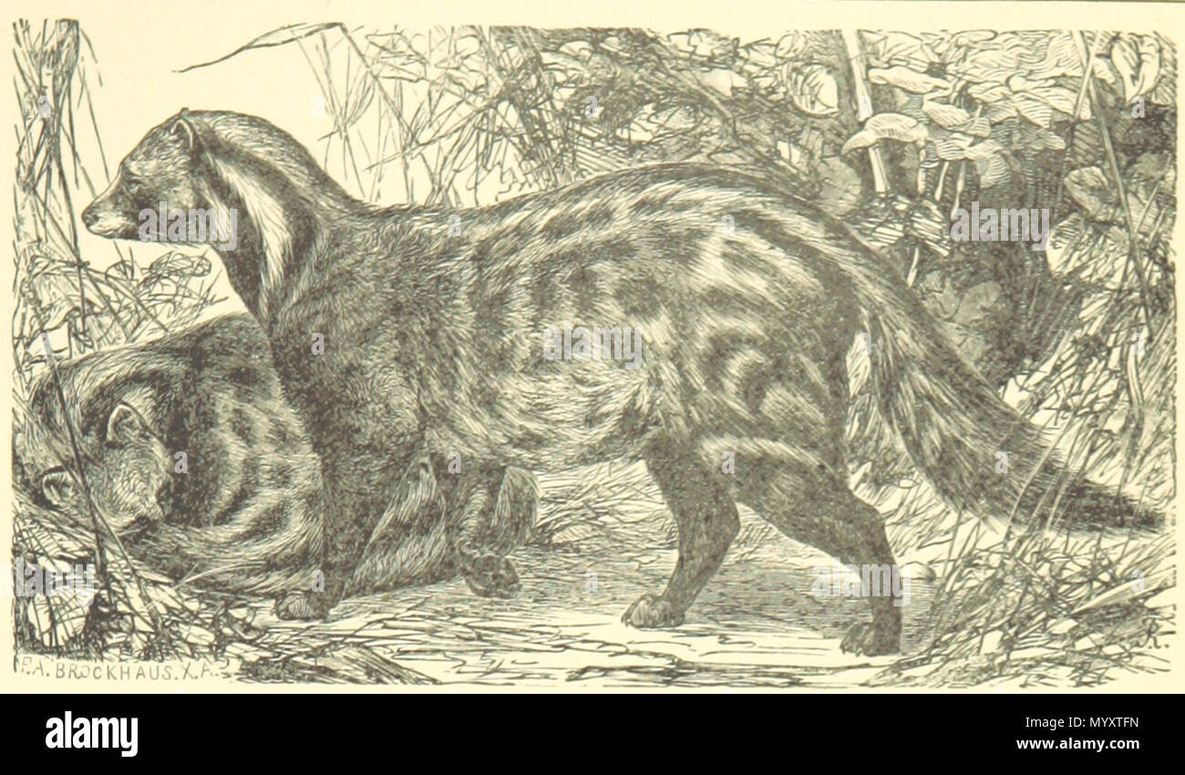 . Français : Immagine d'une civette . 1898. Forse Richard Friese ? 22 Civette illustrazione Foto Stock