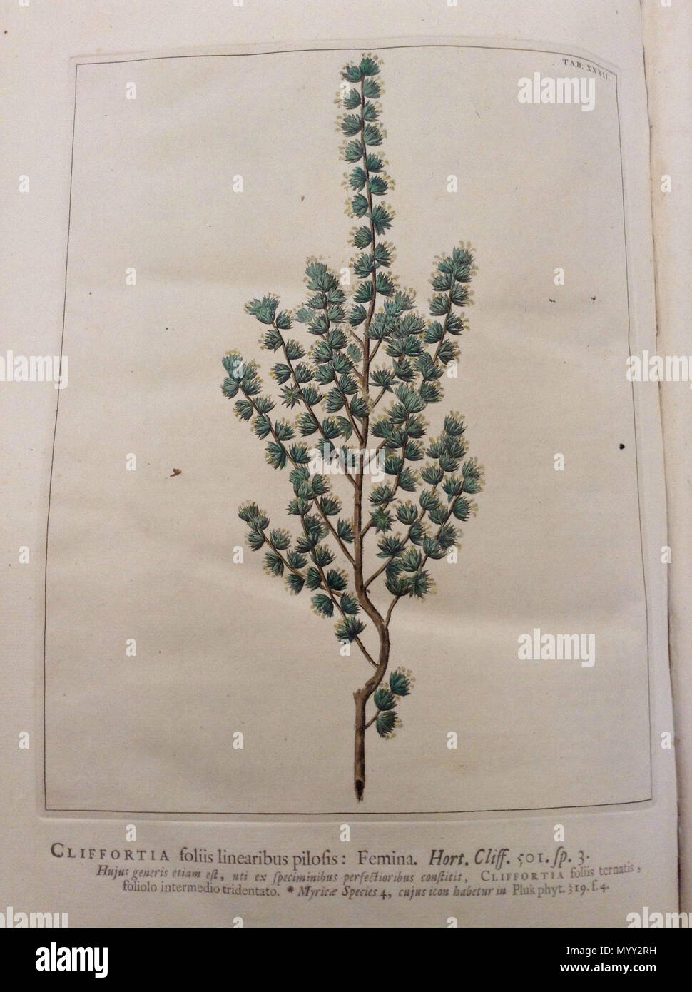 . Français : Planche XXXII du Hortus Cliffortianus, présentant une Cliffortia foliis linearibus pilosis, avec couleurs. Edizione de 1637 selon la source . Il 6 maggio 2018. Jan Wandelaar 49 Hortus Cliffortianus (TAB. XXXII) Cliffortia foliis linearibus pilosis Foto Stock