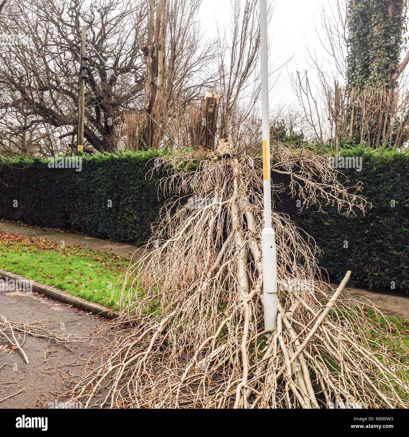 Whitstable, Kent, Regno Unito 27 Dic 2014. Un albero bruciato giù dal forte vento cade su un cavo di alimentazione causando locali tagli di potenza. Foto Stock