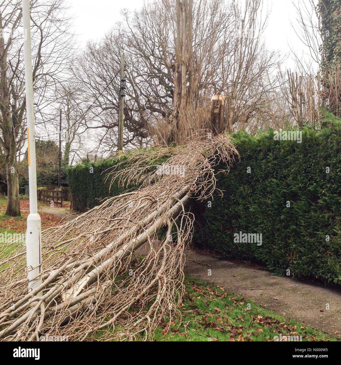 Whitstable, Kent, Regno Unito 27 Dic 2014. Un albero bruciato giù dal forte vento cade su un cavo di alimentazione causando locali tagli di potenza. Foto Stock