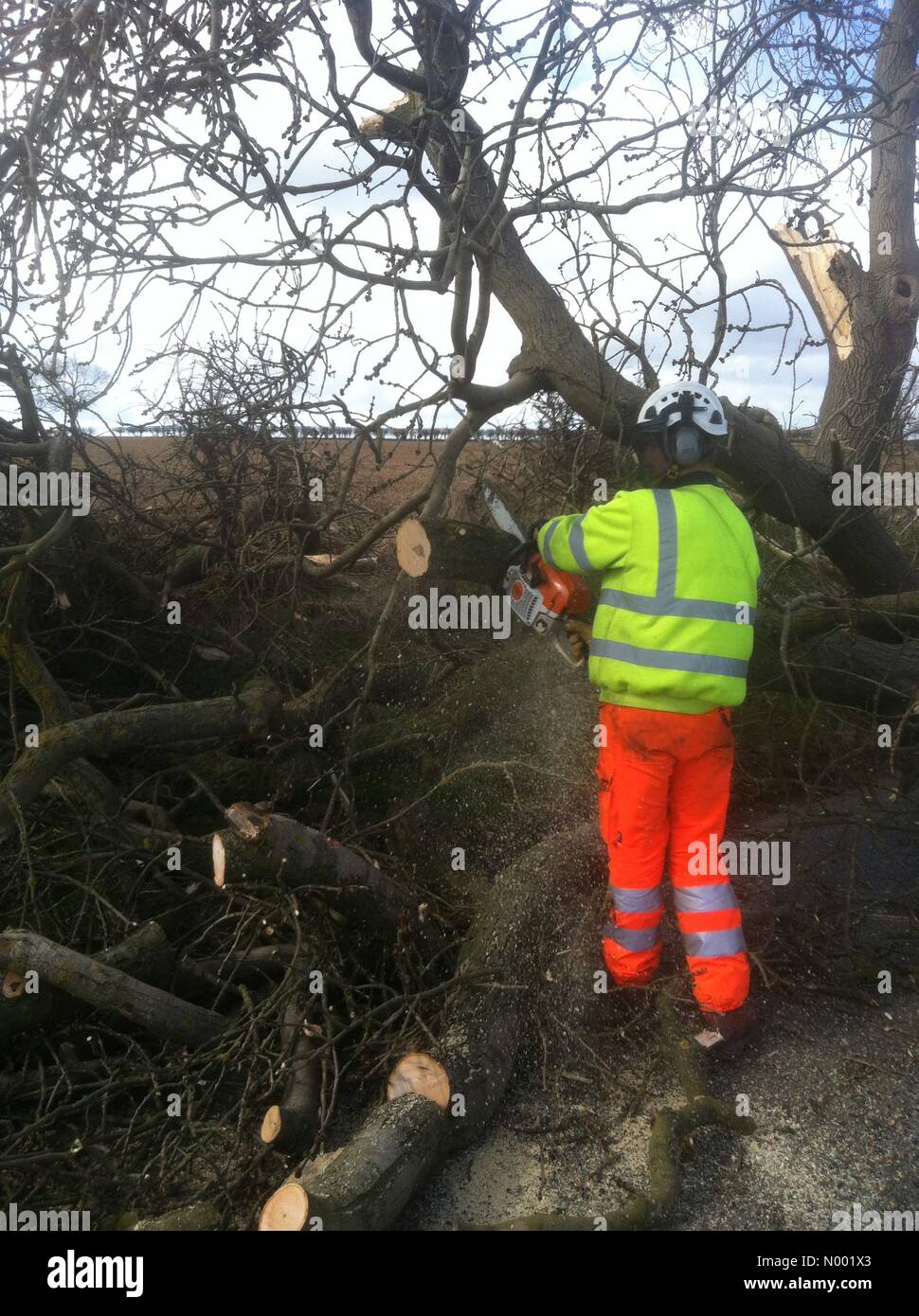Market Rasen, Lincolnshire, Regno Unito. 31 Mar, 2015. Workman cancellazione albero caduto da bloccato strada vicino a rothwell Lincolnshire Credito: spencer/StockimoNews/Alamy Live News Foto Stock