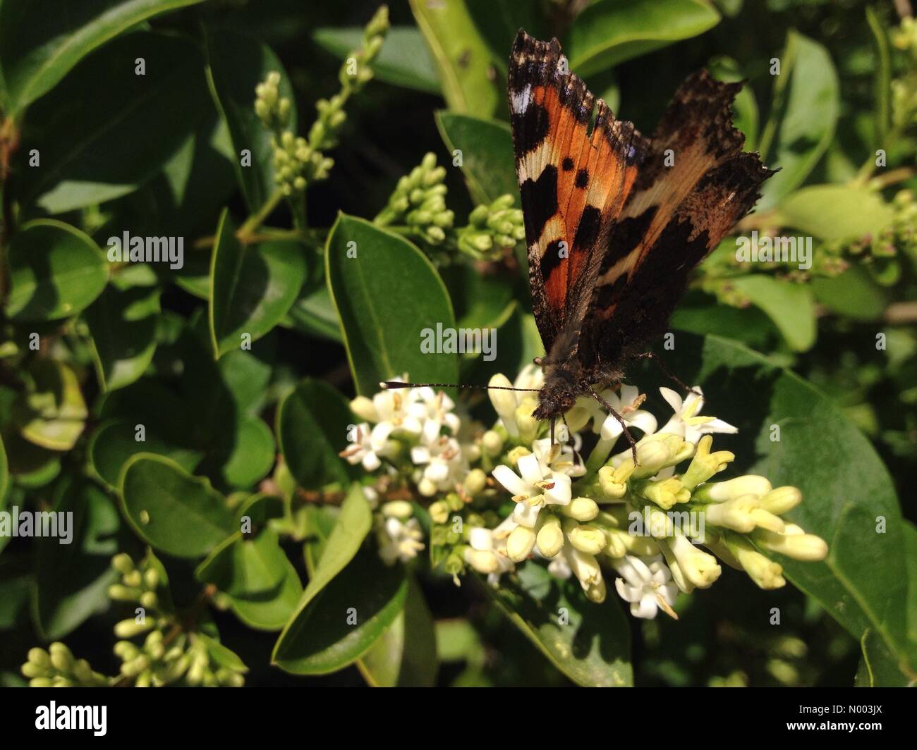 Regno Unito meteo, insetti in Leeds, West Yorkshire. Come il meteo ha reso un cambiamento per il meglio gli insetti è venuto fuori. Questa tartaruga butterfly venne su alcuni fiori di ligustro. Adottate il 9 luglio 2015. Foto Stock