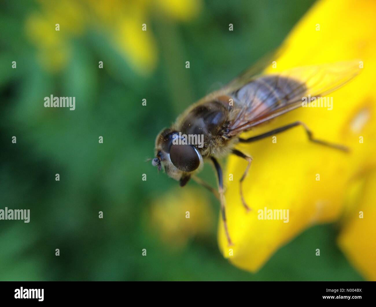 Regno Unito meteo- anche se il giorno è stato coperto il hoverflies ancora venuto fuori per impollinare i fiori al Golden Acre Park vicino a Leeds, West Yorkshire. Preso il 17 settembre 2015. Foto Stock