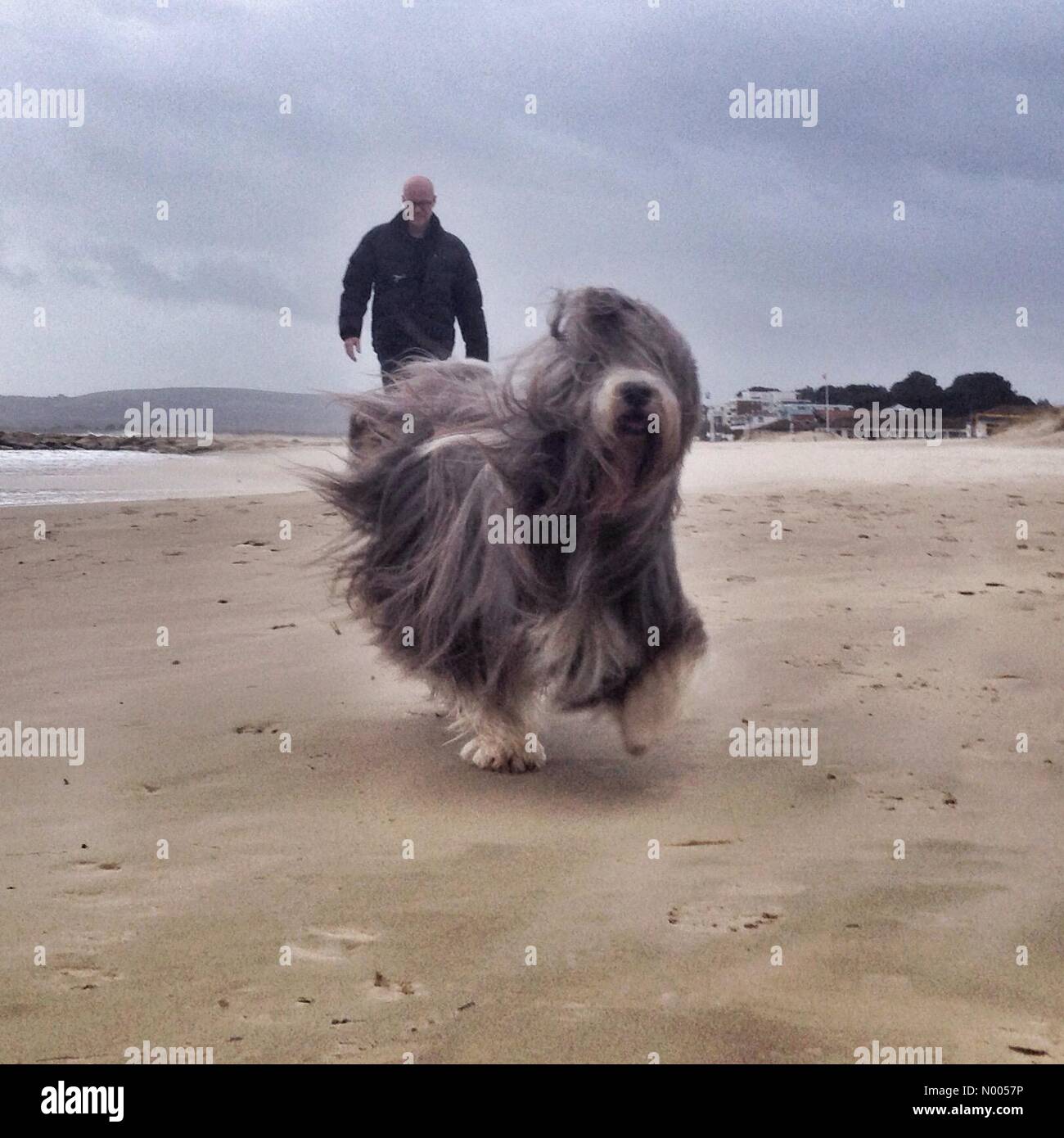 Ventoso shaggy cane a barene, Dorset Foto Stock