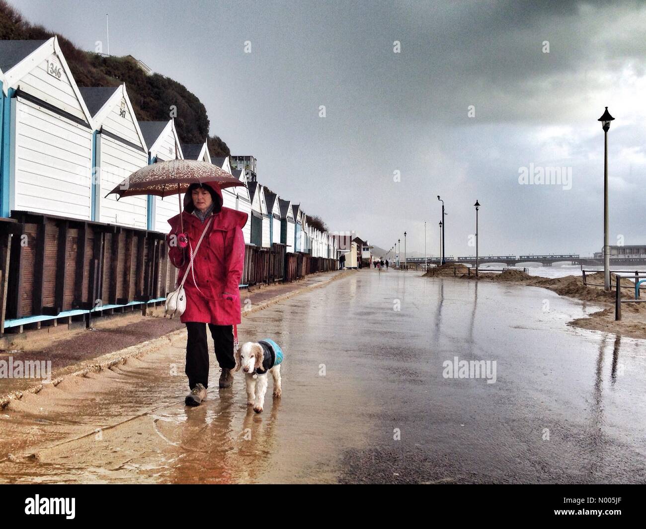Cane a camminare durante una breve cloudburst a Bournemouth Foto Stock