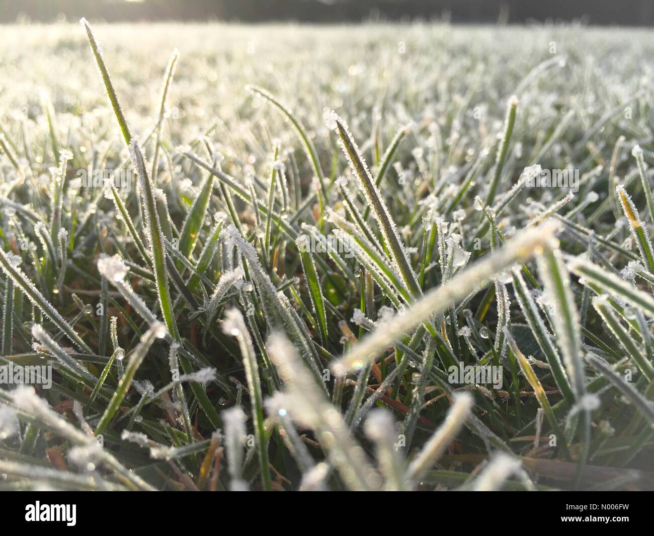 Mackenders Cl, Eccles, Aylesford, Kent, Regno Unito. 1 Aprile, 2016. Fresco di brina mattutina sull'erba segnala l'inizio di estate, Aylesford, Kent, UK Credit: Matthew Richardson/StockimoNews/Alamy Live News Foto Stock
