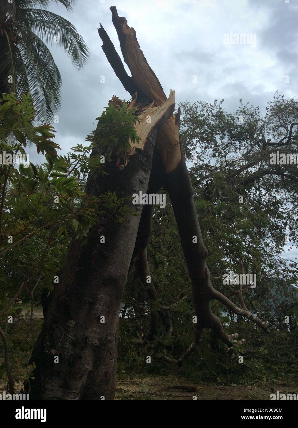 Albero caduto sulla spiaggia di Guanacaste Costa Rica dopo l'uragano Otto, il più recente uragano a colpire l'America centrale Foto Stock