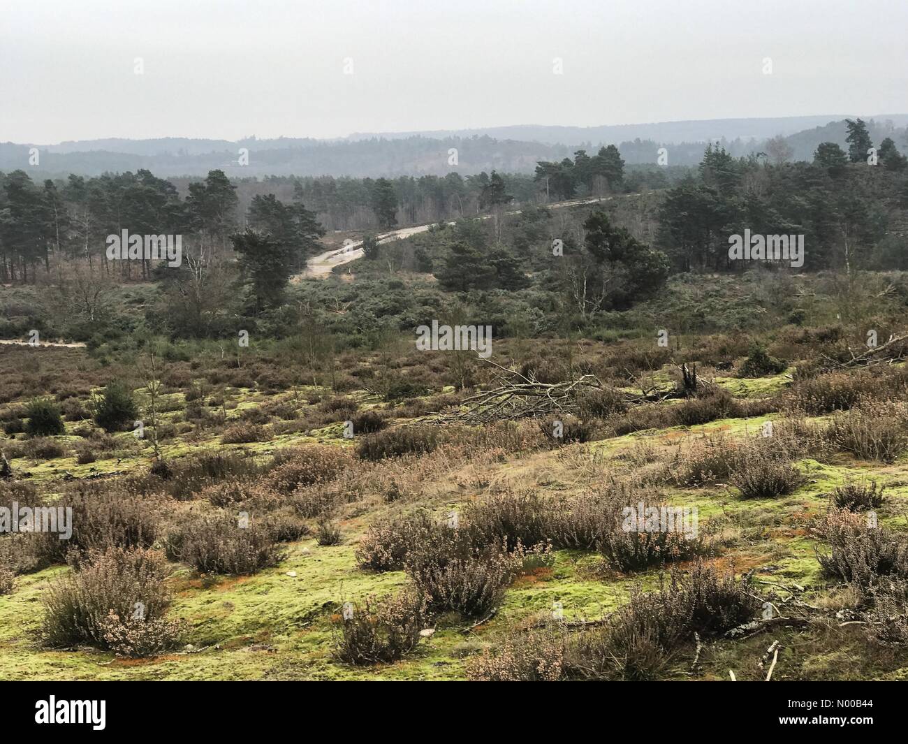 Farnham, Regno Unito. Xiv Feb, 2017. Regno Unito: Meteo nuvoloso a Frensham. Frensham comune, Frensham. 14 feb 2017. Secco ma coperto condizioni su Home Counties oggi. Frensham comune in Surrey. Credito: jamesjagger/StockimoNews/Alamy Live News Foto Stock