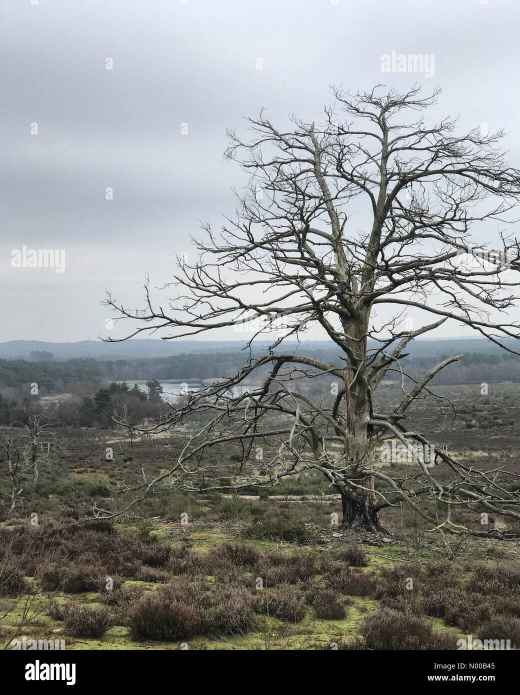 Farnham, Regno Unito. Xiv Feb, 2017. Regno Unito: Meteo nuvoloso a Frensham. Frensham comune, Frensham. 14 feb 2017. Secco ma coperto condizioni su Home Counties oggi. Frensham comune in Surrey. Credito: jamesjagger/StockimoNews/Alamy Live News Foto Stock