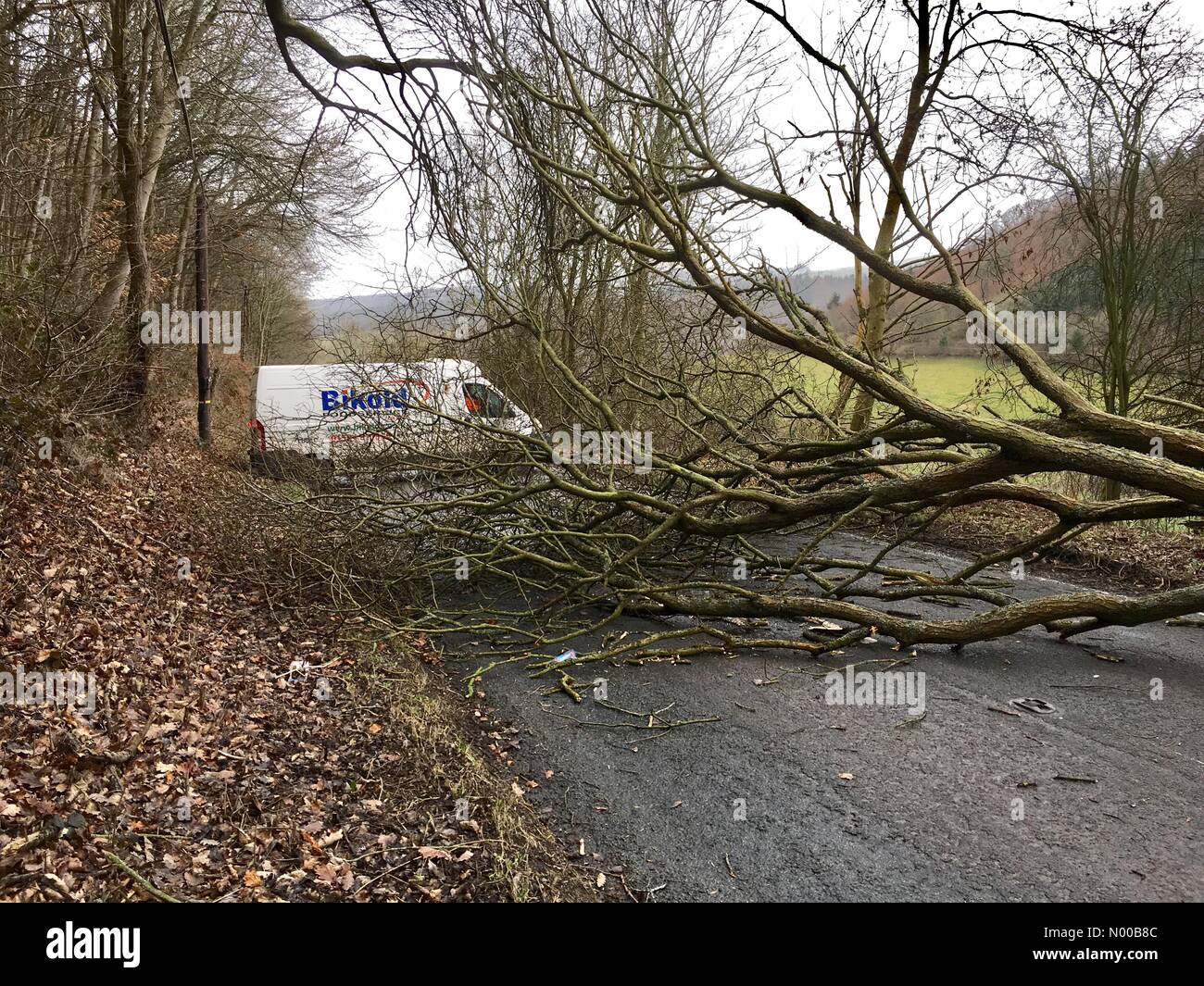 Meteo REGNO UNITO - Storm Doris - Knighton Powys Galles un albero caduto blocca la A488 strada tra Knighton e Clun Shropshire sul Galles Inghilterra confine. Foto Stock