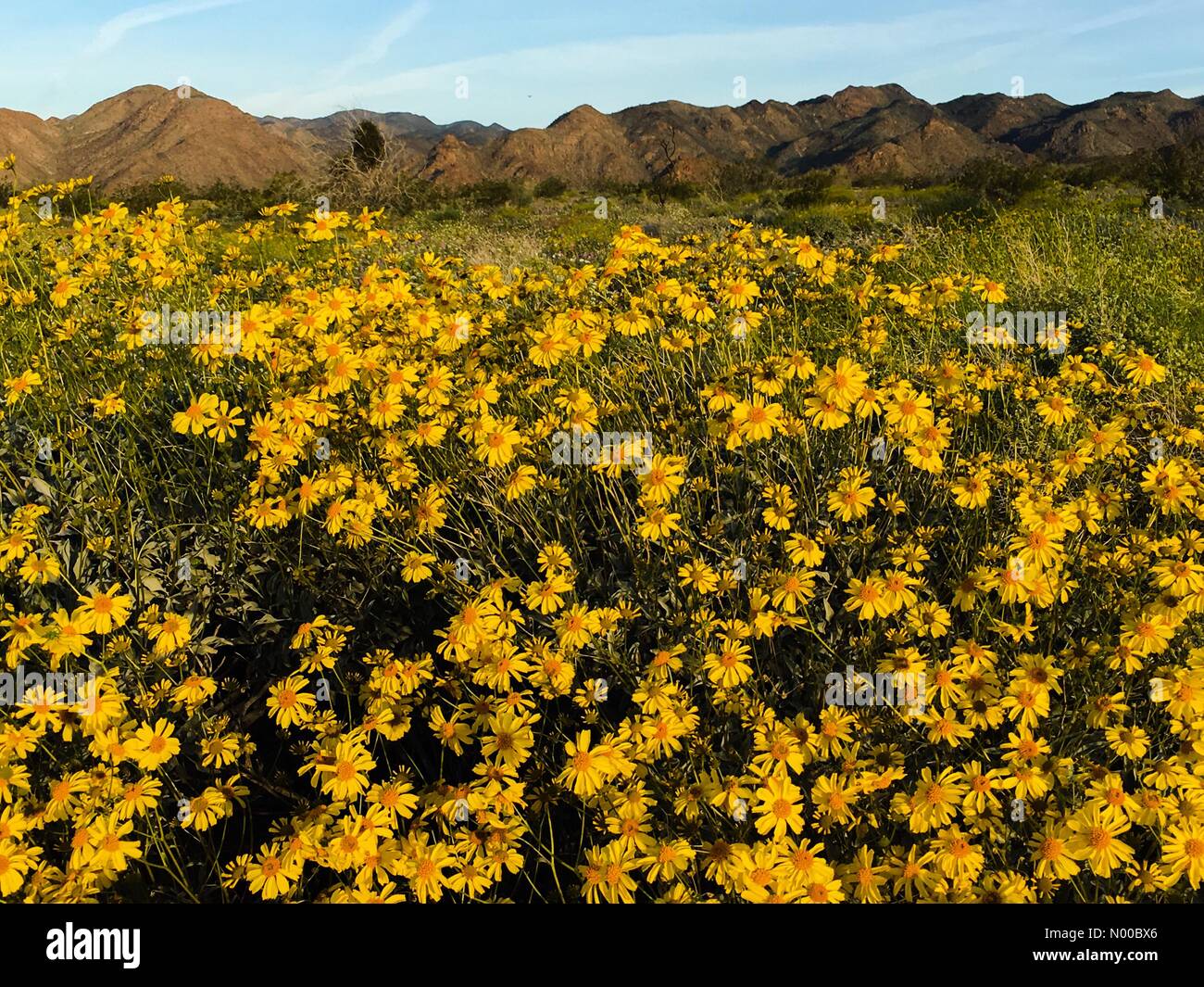 Marzo 18, 2017 Un super sbocciano i fiori di campo dopo piogge invernali a Joshua Tree National Park nel Sud della California, USA Credito: Lisa Werner Stockimo/news/Alamy Live News Foto Stock