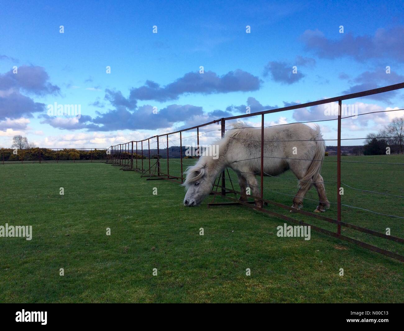 New Forest, Hampshire, Regno Unito. Xxi Marzo 2017. Regno Unito Meteo. Torna al vento. Si tratta di un freddo vento portando sole e docce per la Nuova Foresta pieno sul primo giorno di primavera astronomica. Credito: PA Biggins / StockimoNews/Alamy Live News Foto Stock