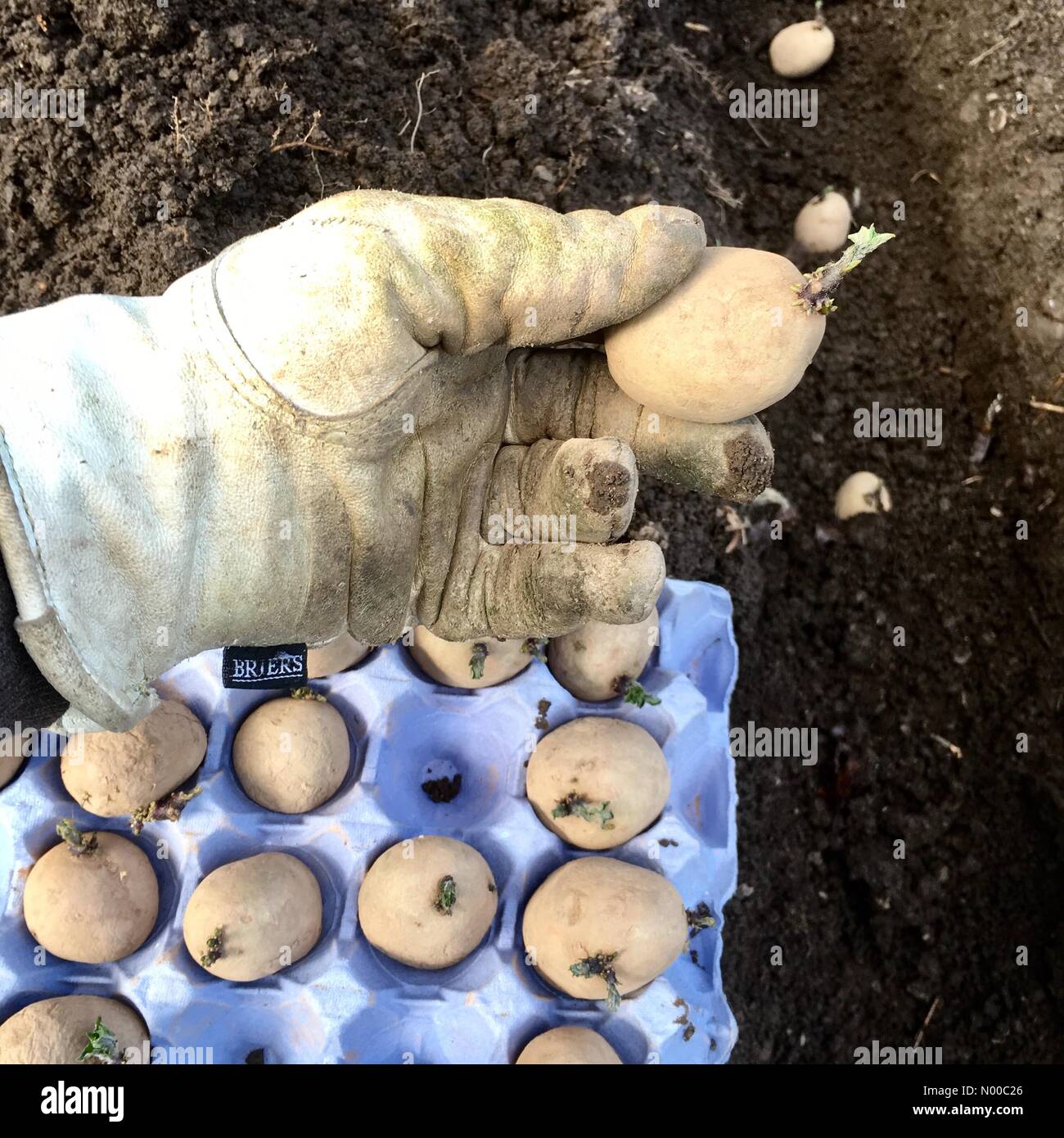 Varietà di patate da semina immagini e fotografie stock ad alta risoluzione  - Alamy