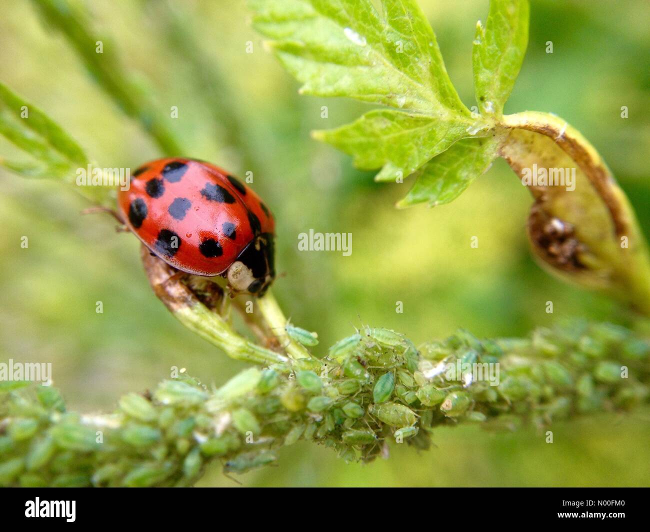 Coccinelle da giardinaggio immagini e fotografie stock ad alta