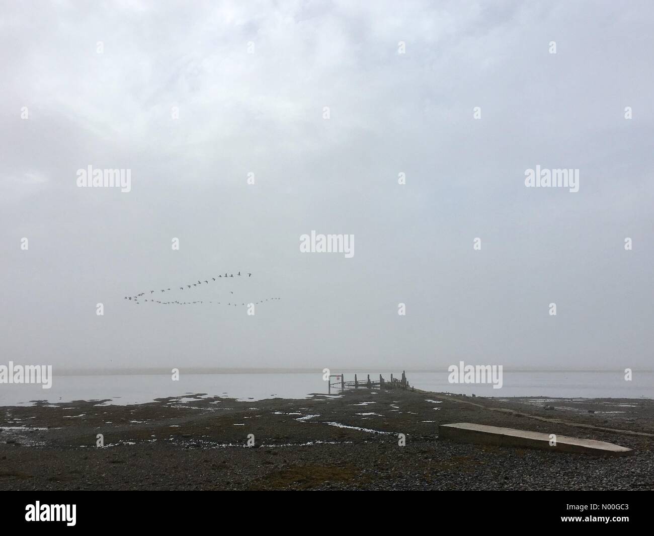 Regno Unito: Meteo nebbiosa mattina su Anglesey guardando oltre il Menai Strait verso Caernarfon. Le oche in volo da sopra il vecchio molo a bassa marea Foto Stock