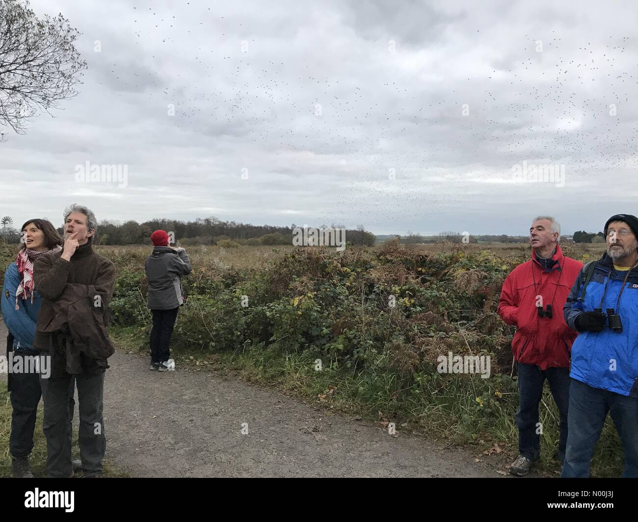 Meteo REGNO UNITO: 04 Dic 2017 scialba e nuvoloso per terminare la giornata a Avalon paludi, Somerset, Regno Unito. Twitchers si riuniscono per guardare la starling murmuration come oltre un milione di uccelli vieni a roost nei canneti. Foto Stock