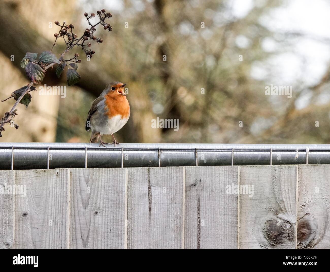 Regno Unito: Meteo soleggiato ma freddo a Godalming. Sycamore Avenue, Godalming. 04 febbraio 2018. Un terribilmente freddo per iniziare la giornata in tutta la Home Counties. Un robin in un recinto a Godalming in Surrey. Credito: jamesjagger/StockimoNews/Alamy Live News Foto Stock