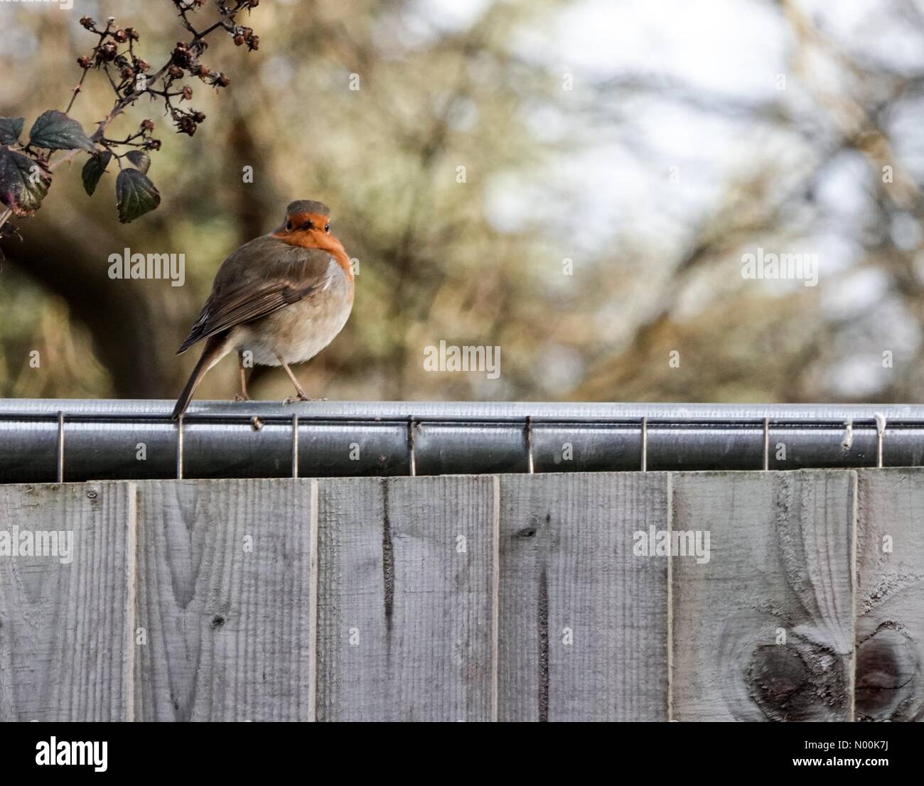 Regno Unito: Meteo soleggiato ma freddo a Godalming. Sycamore Avenue, Godalming. 04 febbraio 2018. Un terribilmente freddo per iniziare la giornata in tutta la Home Counties. Un robin in un recinto a Godalming in Surrey. Credito: jamesjagger/StockimoNews/Alamy Live News Foto Stock