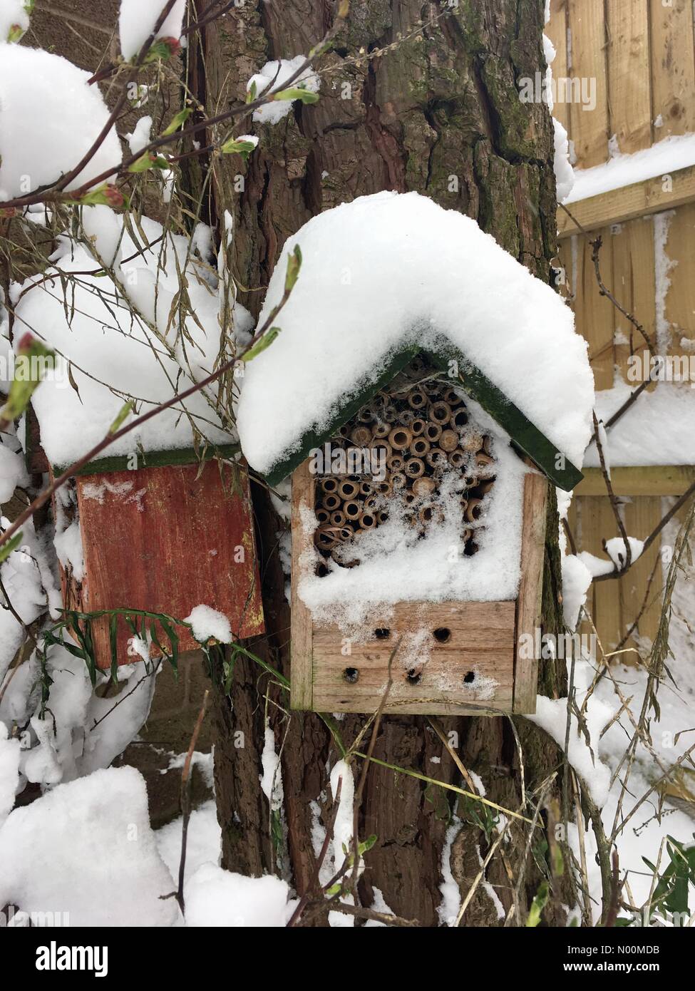 Regno Unito meteo- 18 marzo 2018 Morley, Leeds, Yorkshire. La neve caduta è stata coprono questo bee hotel progettato per fornire API un sito di nidificazione durante l'inverno. Foto Stock