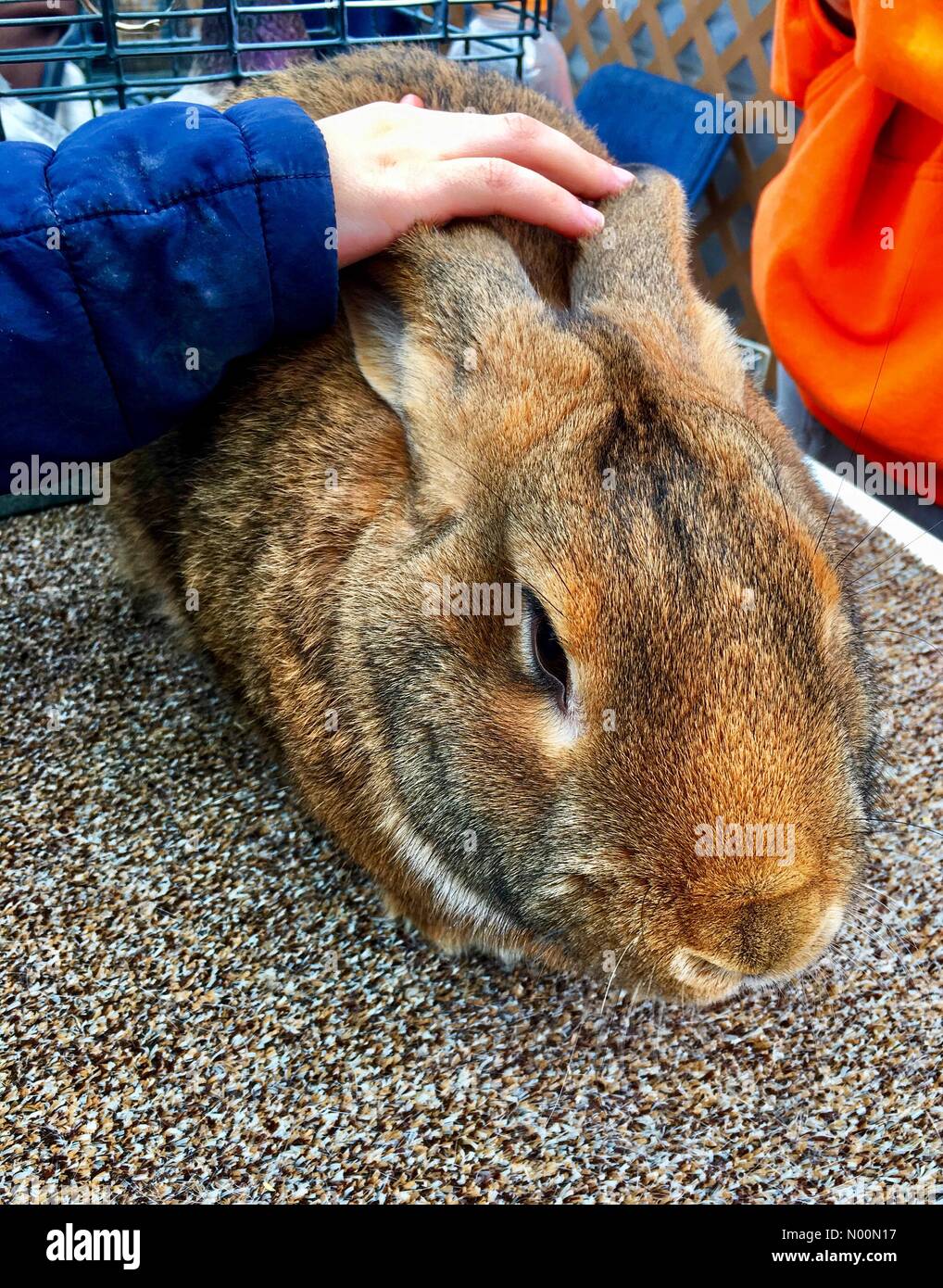 Elegante agricoltore festa pasquale, Mukwonago, WI, Stati Uniti d'America, 31 marzo 2018, Pigoli, Pigoli celebrazione di Pasqua presso l'elegante agricoltore consente ai bambini di avere un contatto ravvicinato con il real coniglietti Credito: Diana J./StockimoNews/Alamy Live News Foto Stock